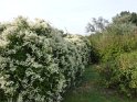 2014-10-02 16-47-35 Rando parc de la Courneuve CGn